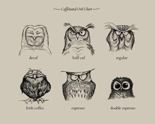 coffee owl.jpg