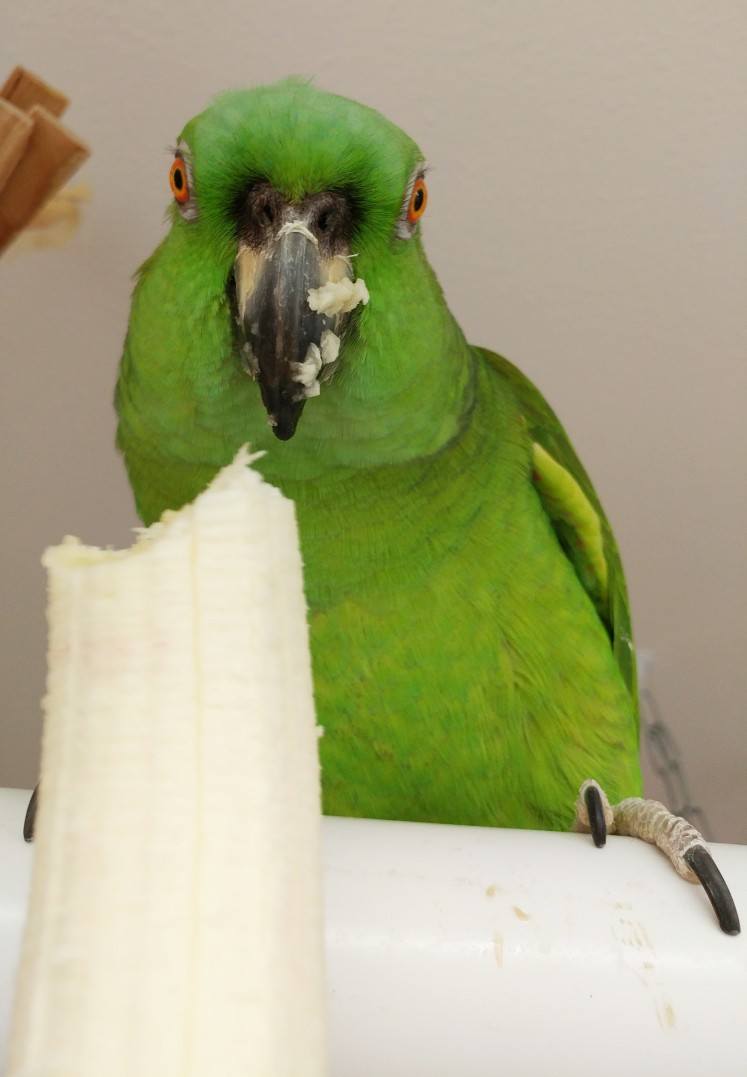 Lucy enjoying my banana TOO MUCH 2.jpg