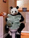 pandypotty.jpg