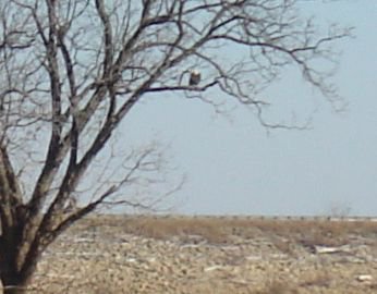 eagle.jpg eagle.jpg
