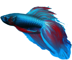Solved - Beta Fish of Windows 8 build 7989 | Windows 8 Help Forums