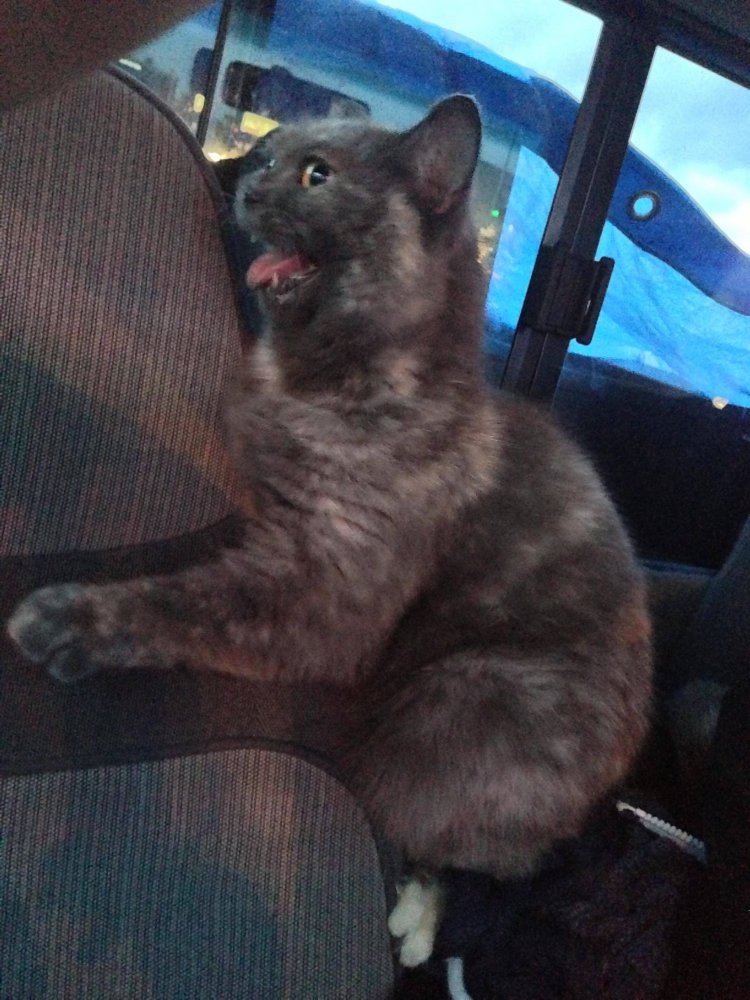 My cat doesnt like car rides so much.jpg