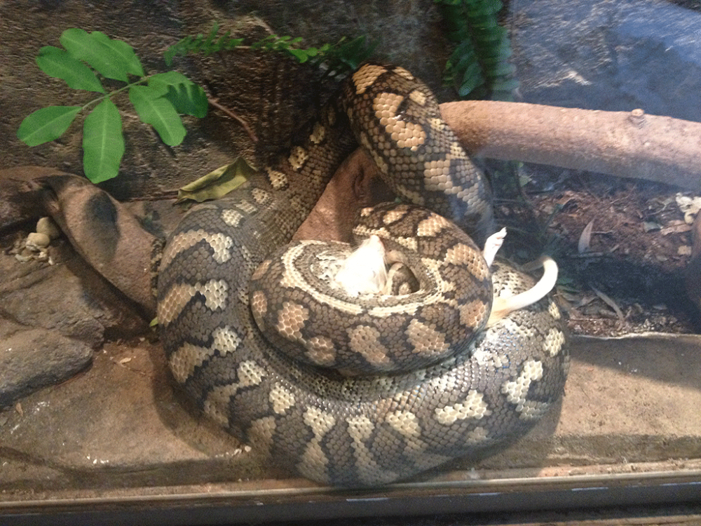 5.hungryPython.png