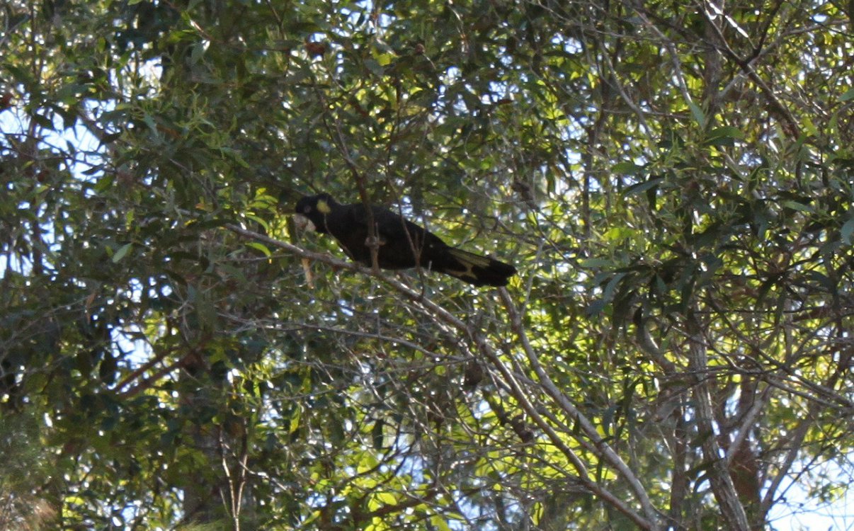 11.BalckCockatoo.jpg