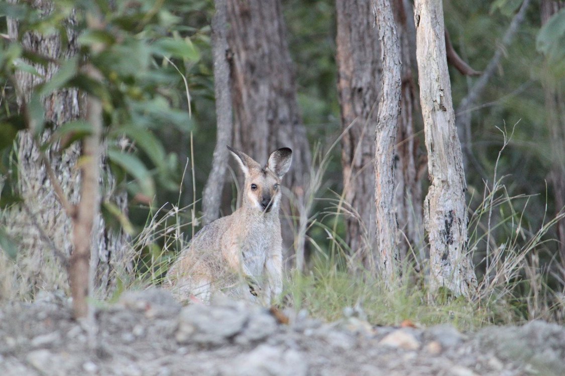 11.Wallaby.jpg