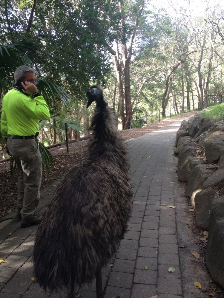 emu.jpg