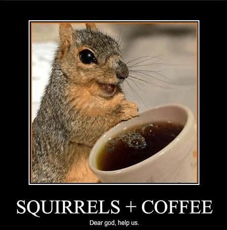 Squirrels-and-Coffee.png