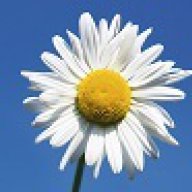 Daisy